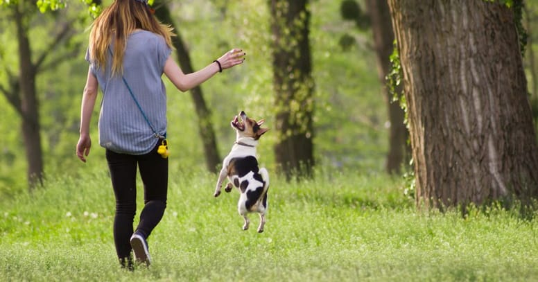 Hund 1 Jahr Macht Alles Kaputt Zerstörungswut: Hilfe, mein Hund macht alles kaputt!